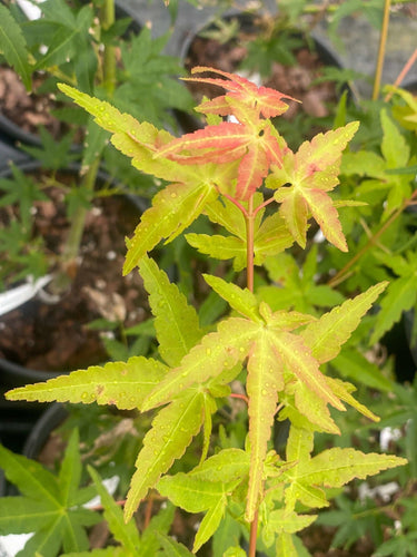 Acer palmatum 'Calico' - mapleridgenursery